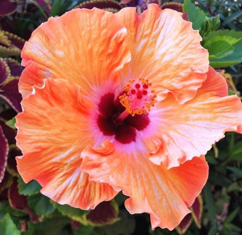 Beija-flor & Bem-te-vi, Mata Atlantica, Juquitiba, Sp Farm stay